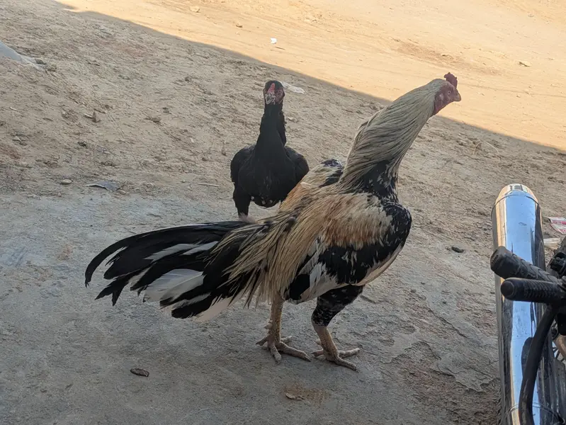 aseal mianwali old blood line murgha — photo 2