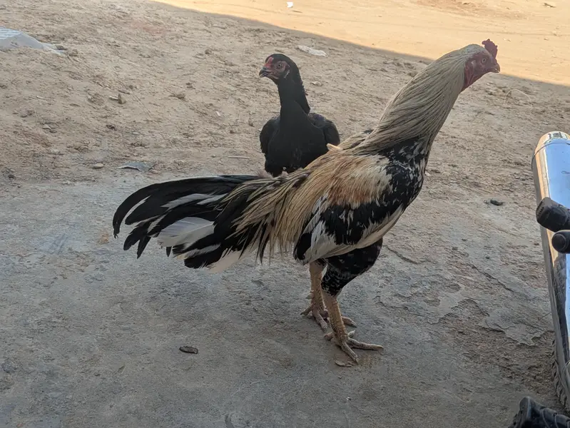 aseal mianwali old blood line murgha — photo 3