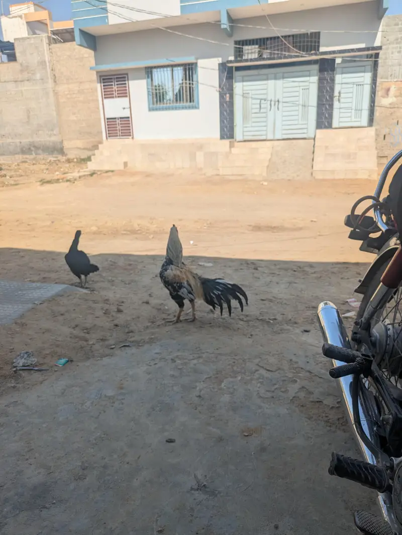 aseal mianwali old blood line murgha — photo 5