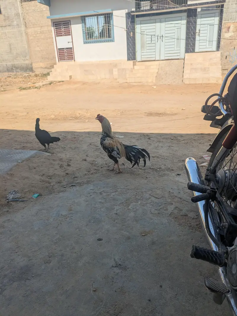 aseal mianwali old blood line murgha — photo 6