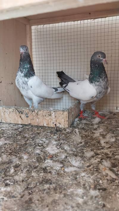 Totel 6 peice Breeder for sale All Together 0323.4712002