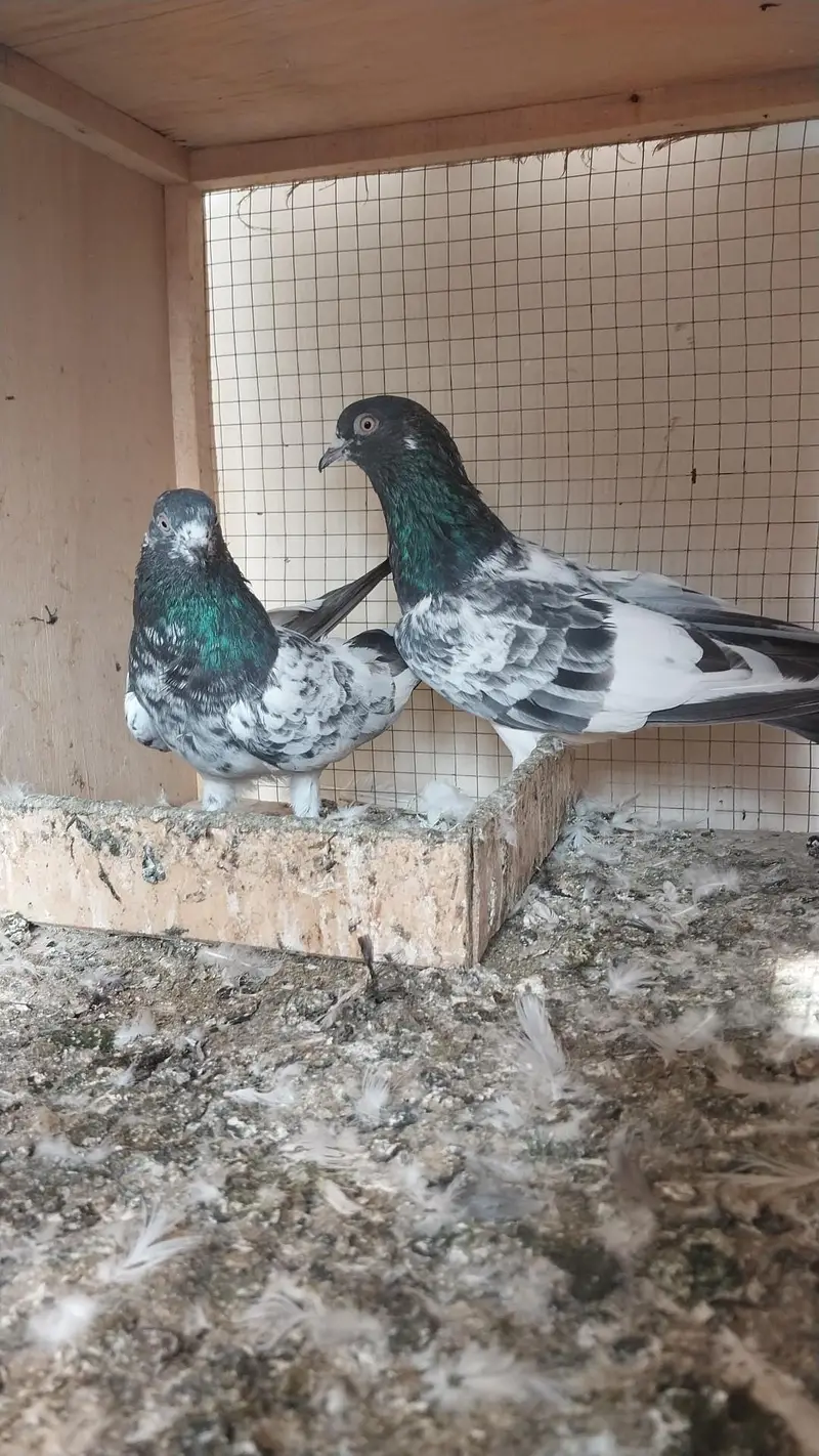 Totel 6 peice Breeder for sale All Together 0323.4712002 — photo 2