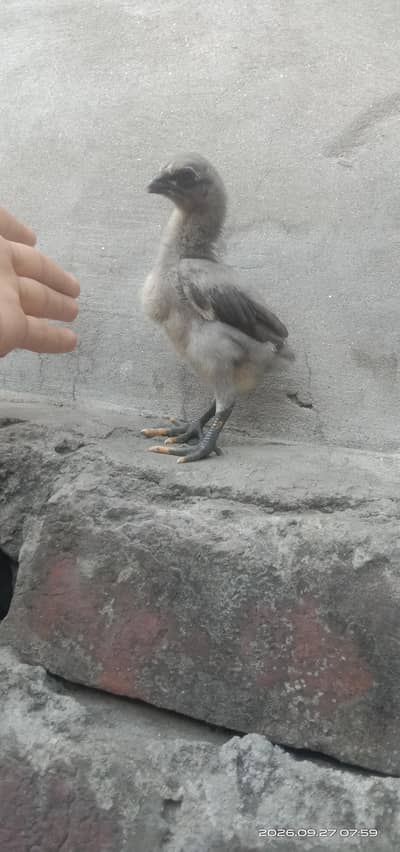 Blue eyes Dragon chicks healthy Active