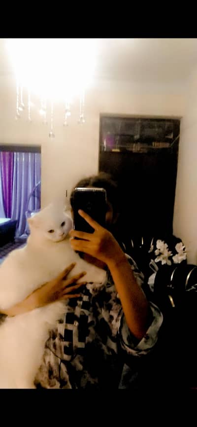 Persian triple cotted litter train very beautiful