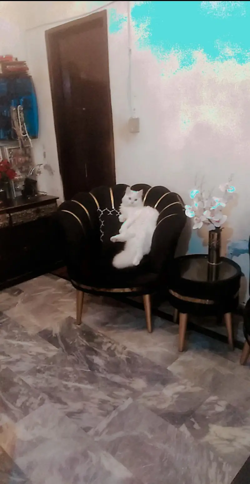 Persian triple cotted litter train very beautiful — photo 5
