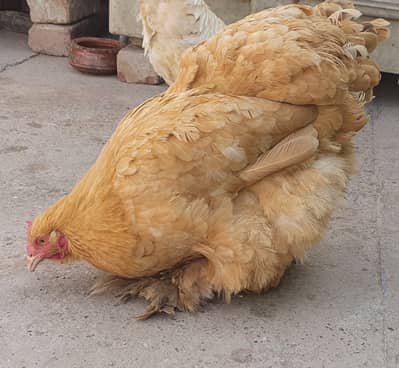 Female golden heavy buff for sale