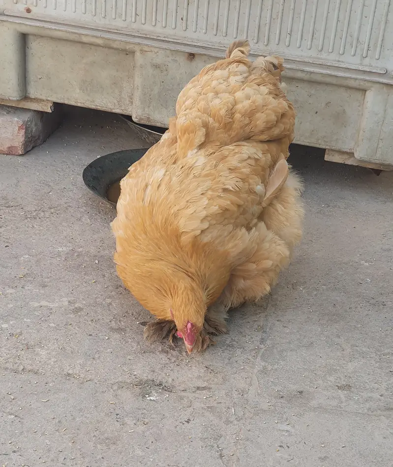 Female golden heavy buff for sale — photo 2
