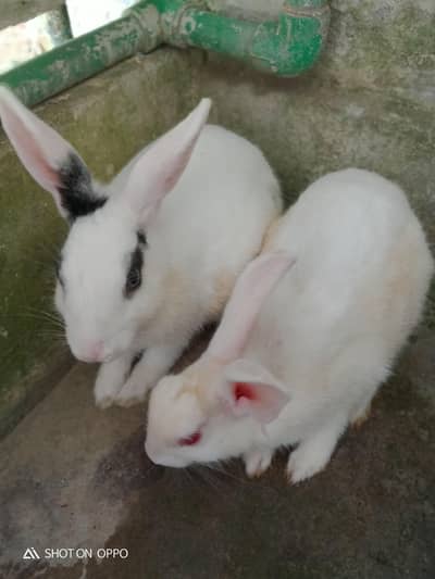rabbit pair for sale