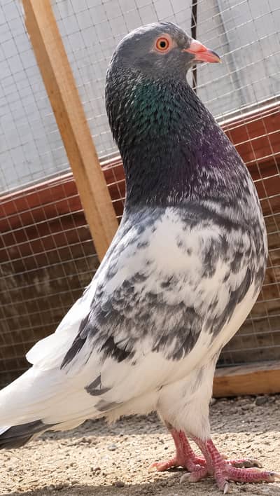 Beautiful Ferozpuri Pigeon – Healthy & Active Male