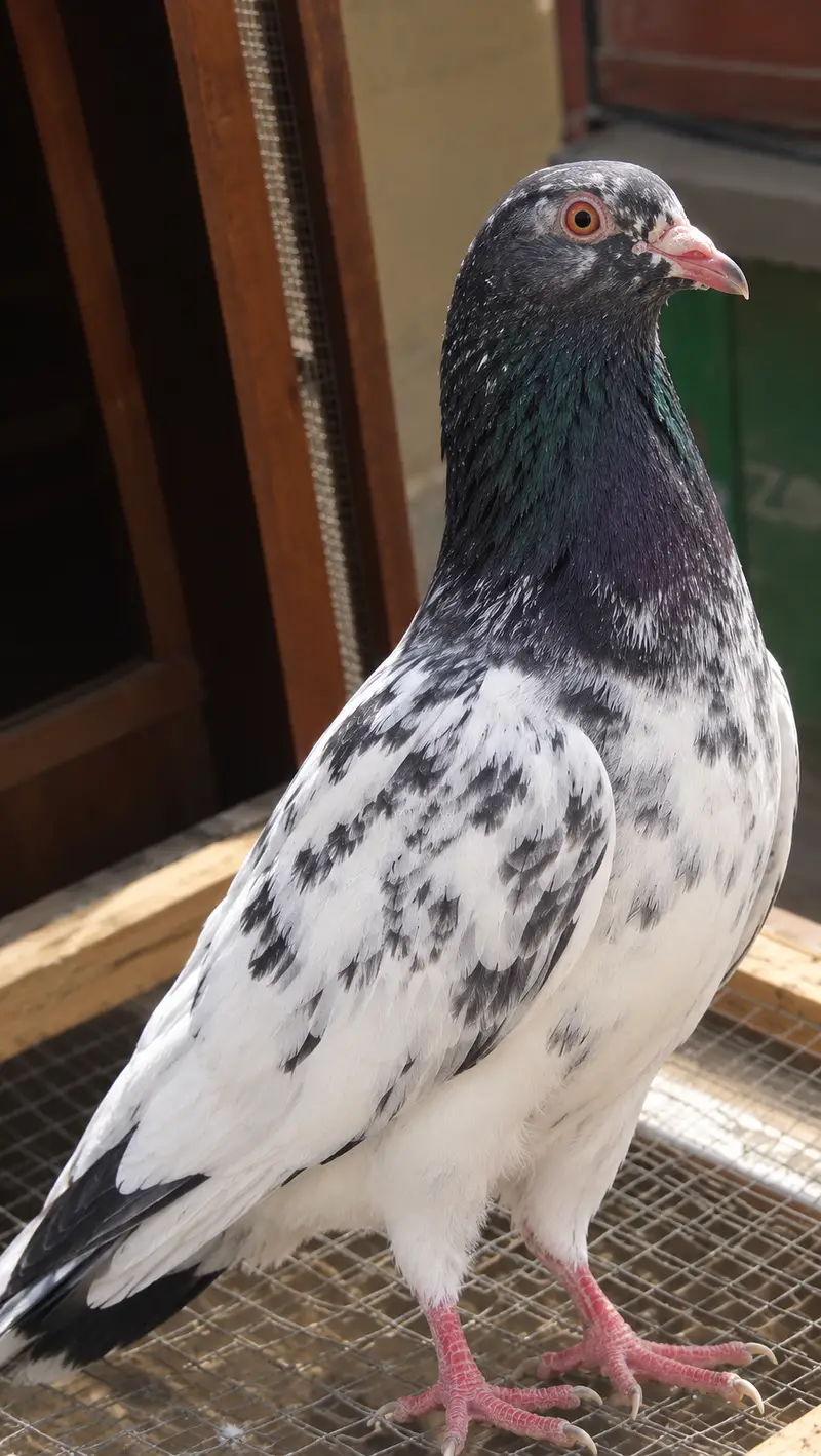 Beautiful Ferozpuri Pigeon – Healthy & Active Male — photo 3