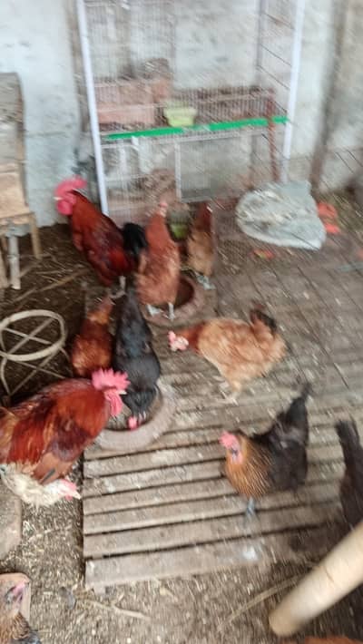 8 hens 1 cock