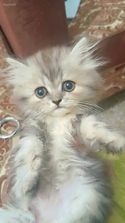 2 Persian kitten for sale
