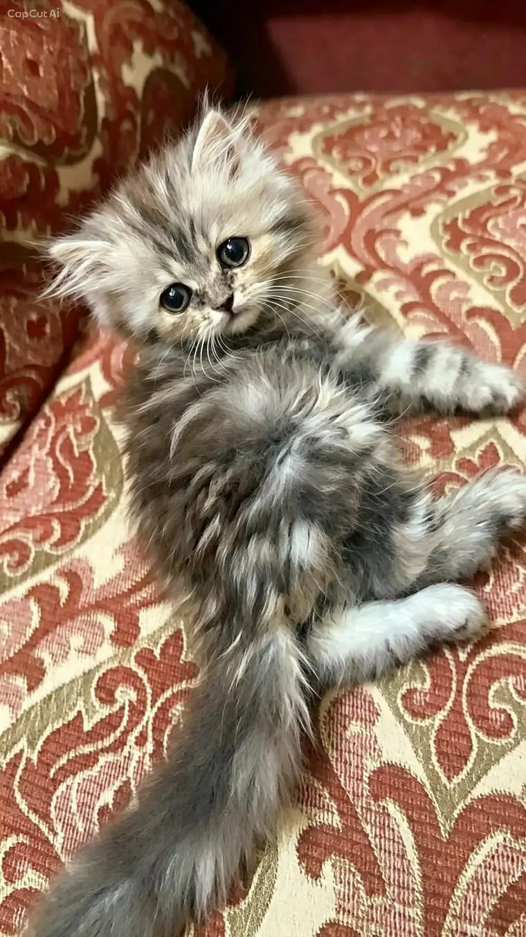 2 Persian kitten for sale — photo 2