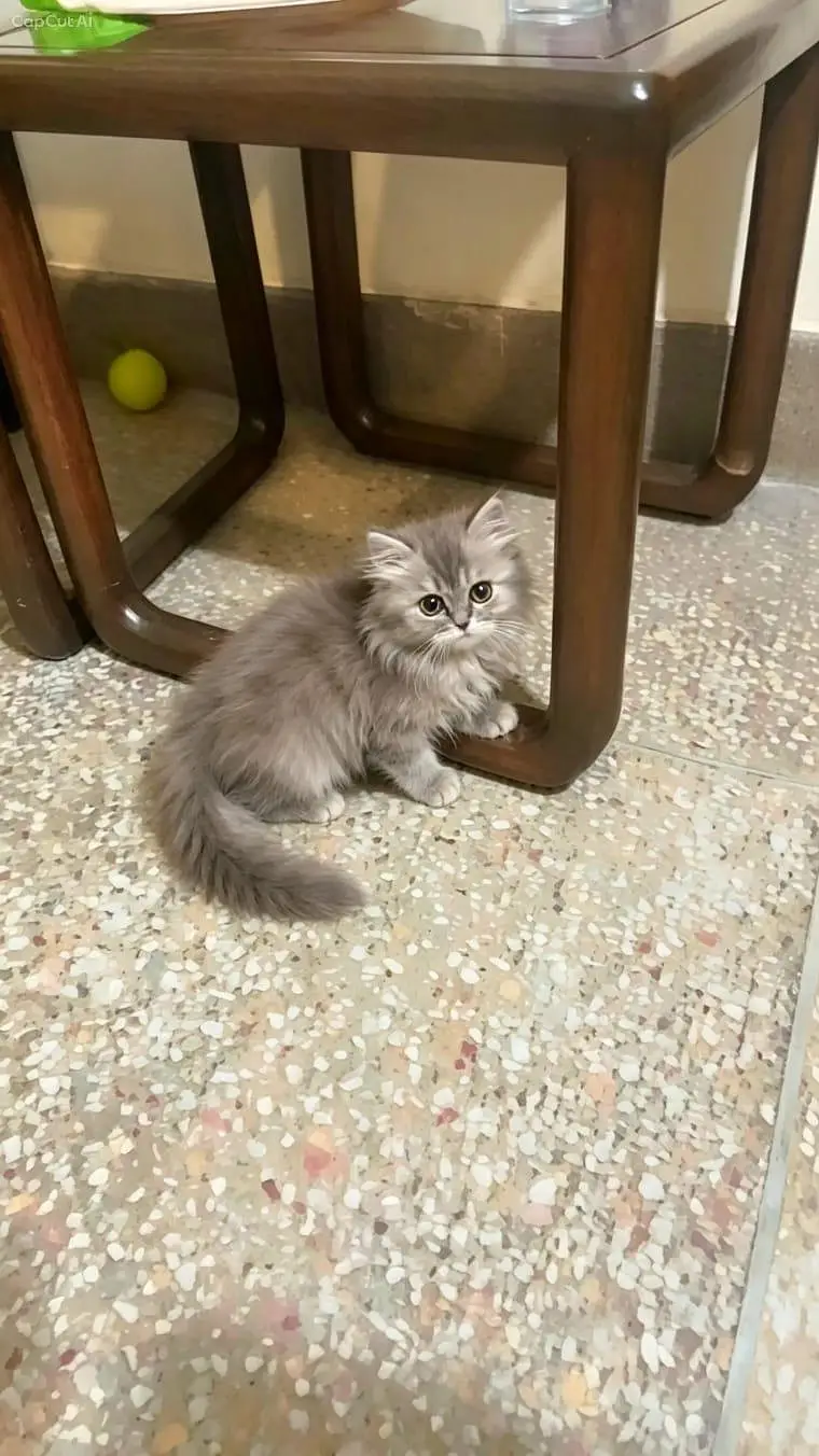 2 Persian kitten for sale — photo 3