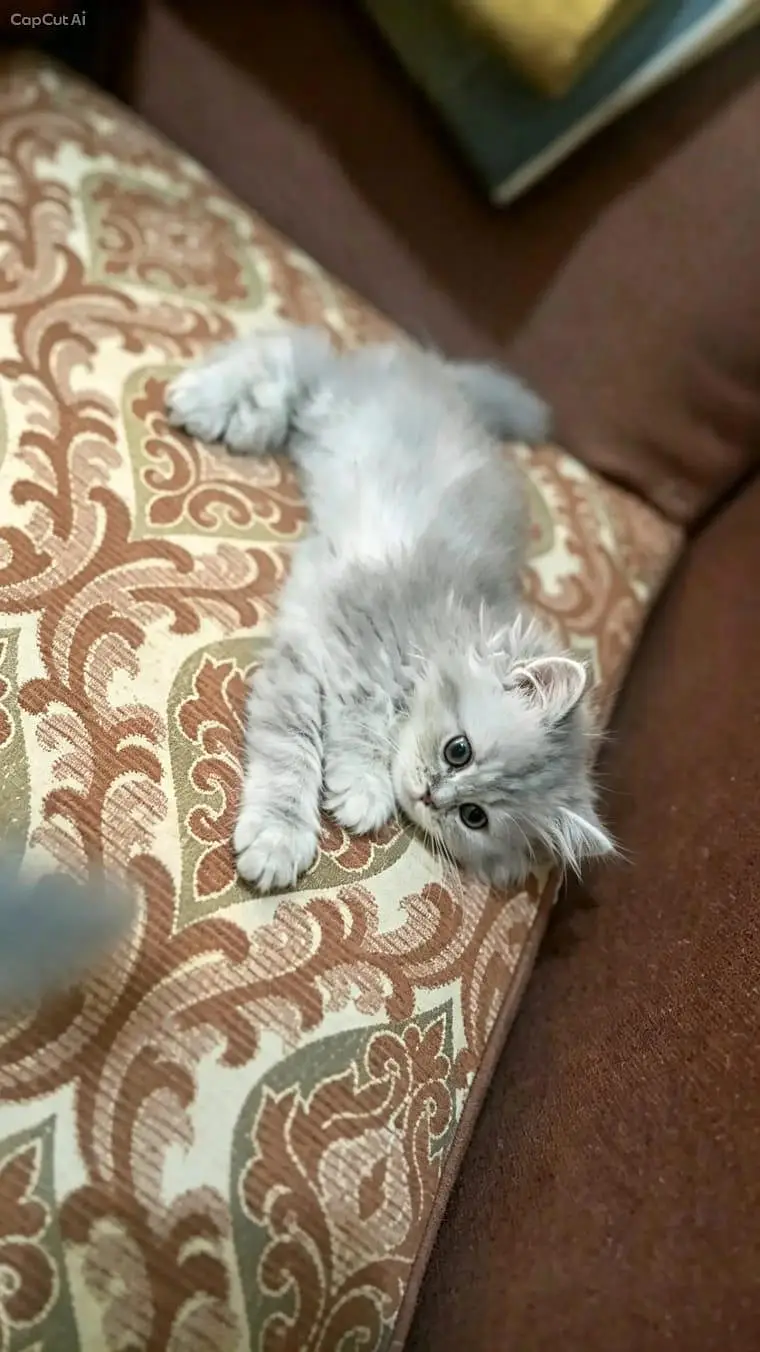 2 Persian kitten for sale — photo 5