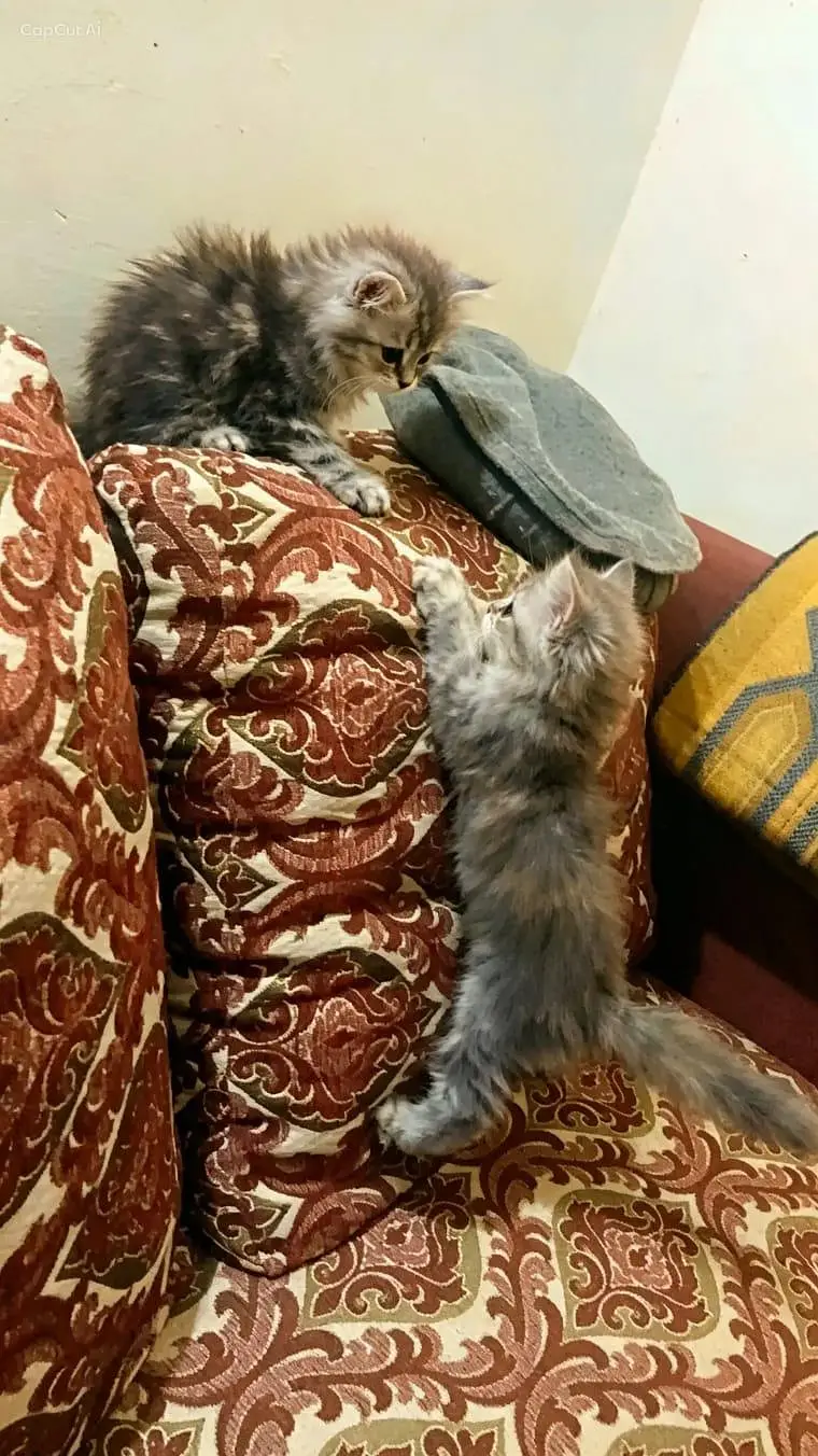 2 Persian kitten for sale — photo 6
