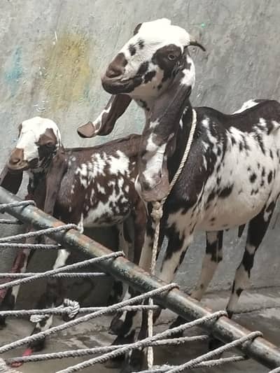 Desi bakri with male baby
