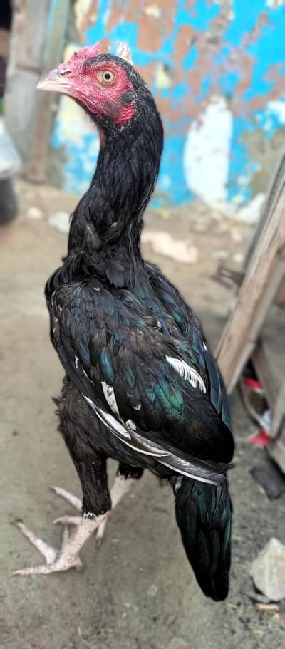 mushka lasaani kili taaj