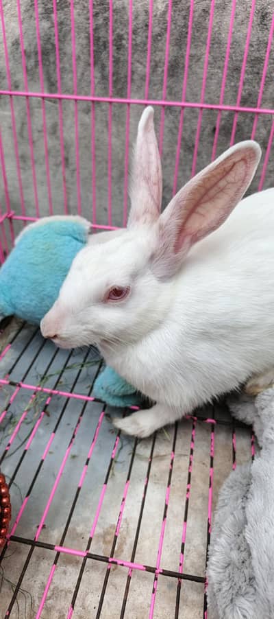 rabbit  red eyes albino