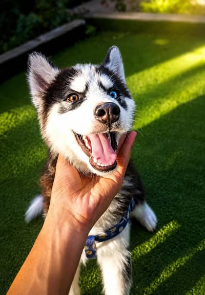 Husky pure breed
