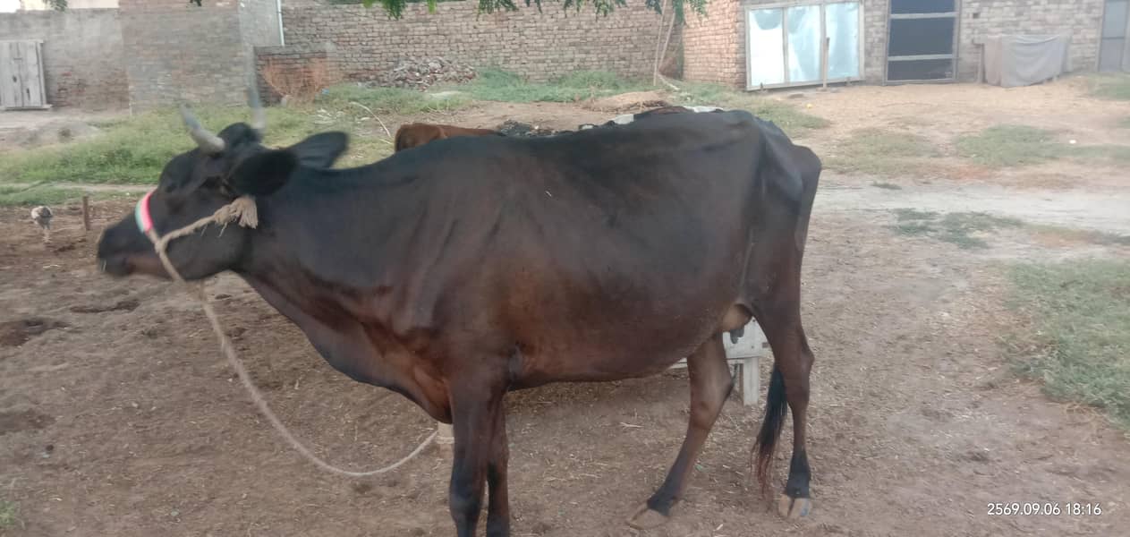 ولائتی گائے ٹاٹم کا 4کلو دودھ چھ ماہ کا بچھڑا نیچے 0