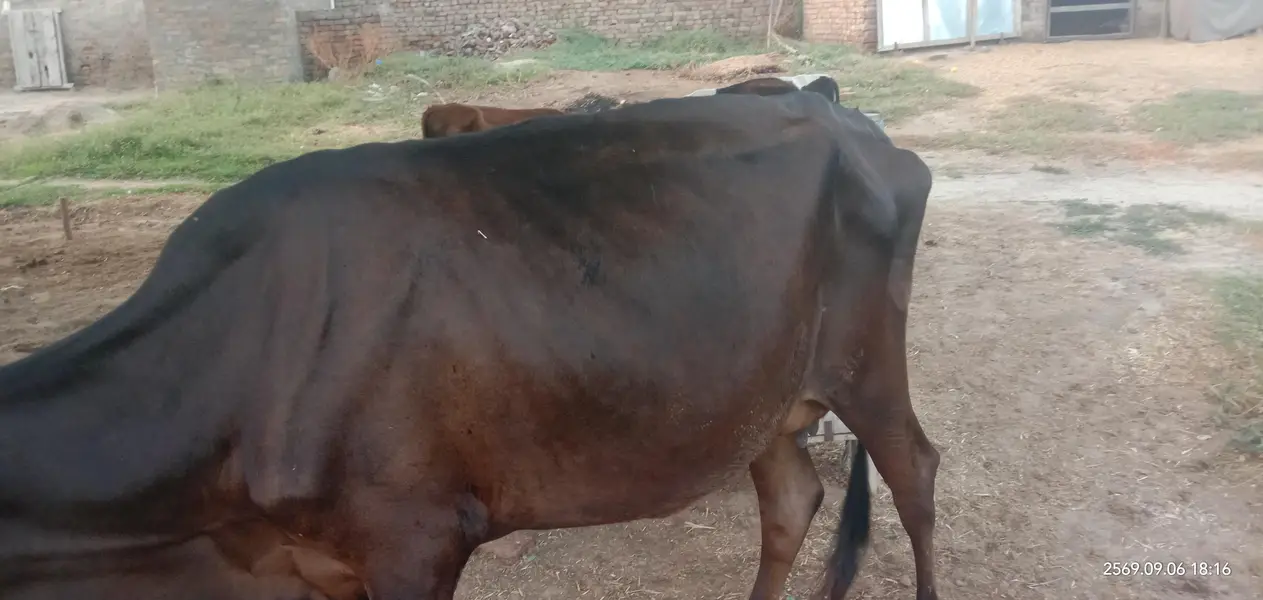 ولائتی گائے ٹاٹم کا 4کلو دودھ چھ ماہ کا بچھڑا نیچے — photo 2