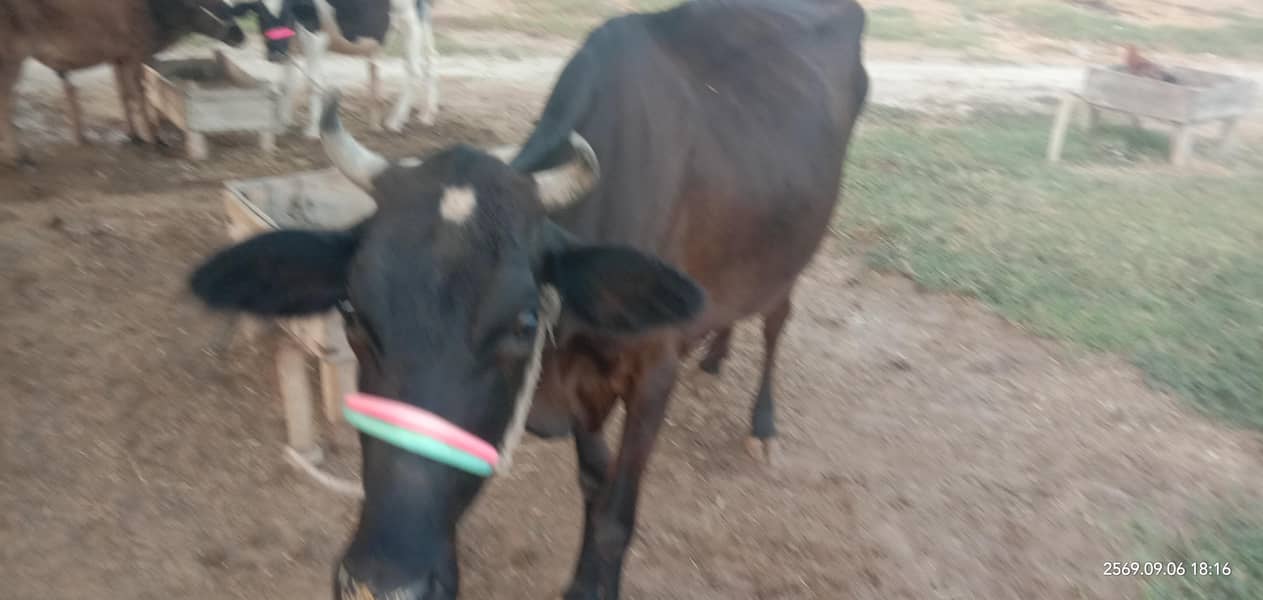 ولائتی گائے ٹاٹم کا 4کلو دودھ چھ ماہ کا بچھڑا نیچے 2