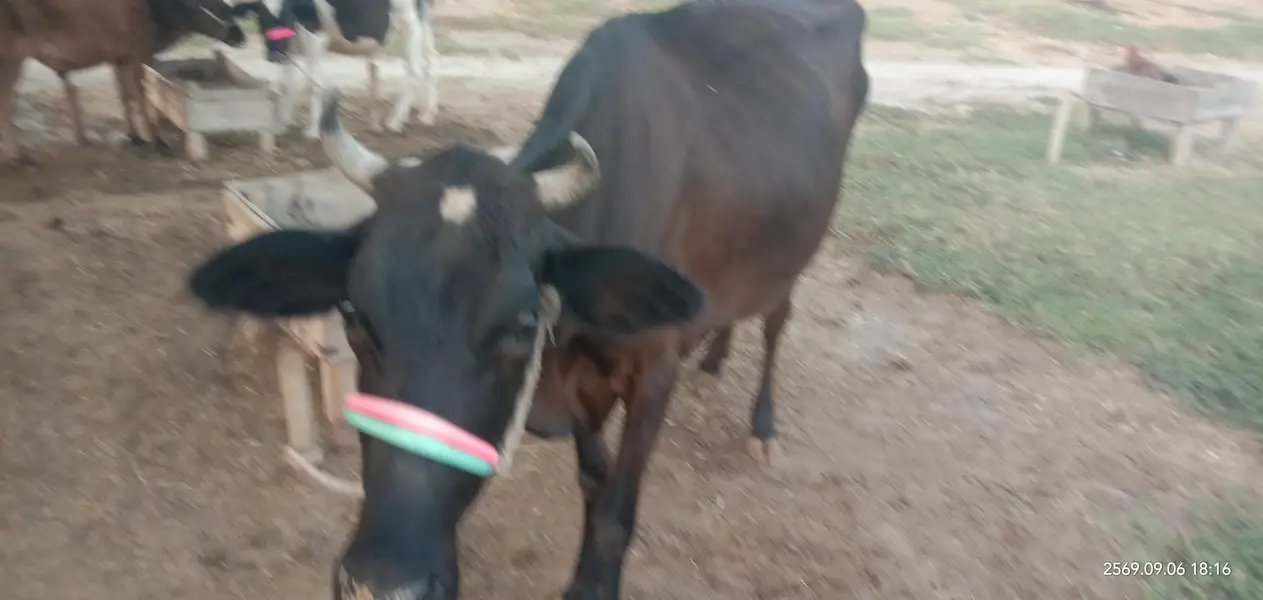 ولائتی گائے ٹاٹم کا 4کلو دودھ چھ ماہ کا بچھڑا نیچے — photo 3