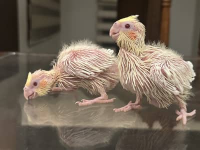 Common Cockatiel chick on mother feed for tame purpose