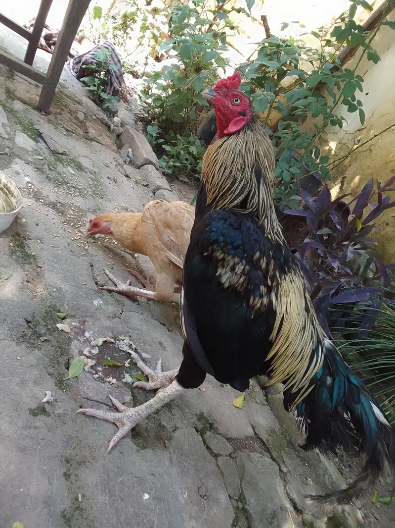 Aseel murgah for sale Whatsapp contact me 0323_1581_923 — photo 2