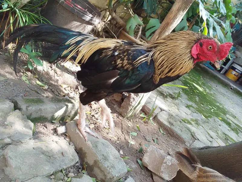 Aseel murgah for sale Whatsapp contact me 0323_1581_923 — photo 3