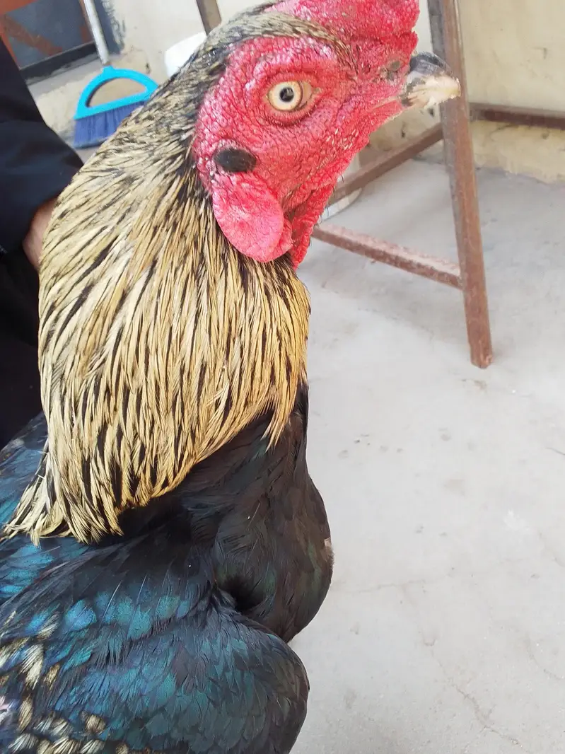 Aseel murgah for sale Whatsapp contact me 0323_1581_923 — photo 4