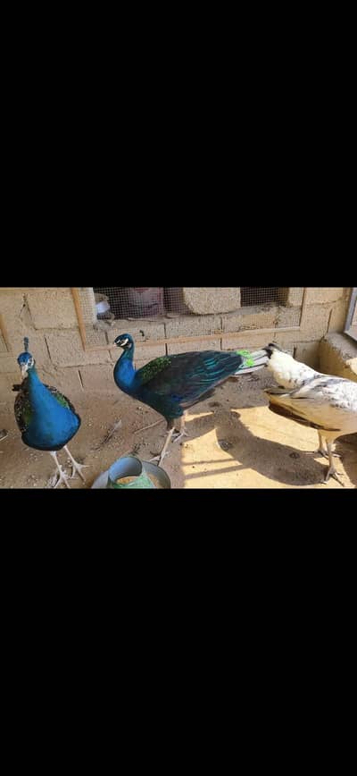 Blue Shoulder مور | breeder pair For sale