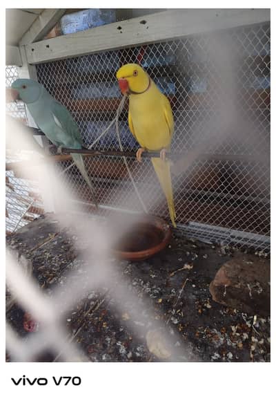 yello Ringneck pair