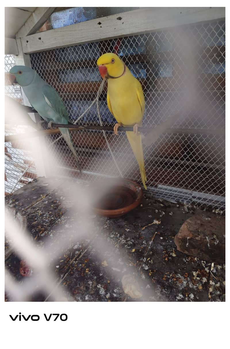 yello Ringneck pair 0