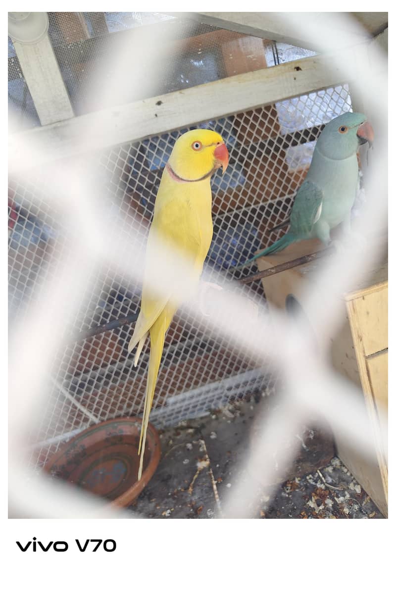 yello Ringneck pair 1