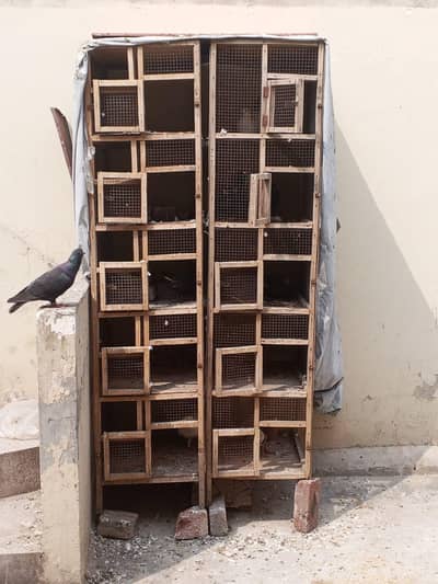 argent sale all setup 25/26 pigeon 2 cage 034741/60/562