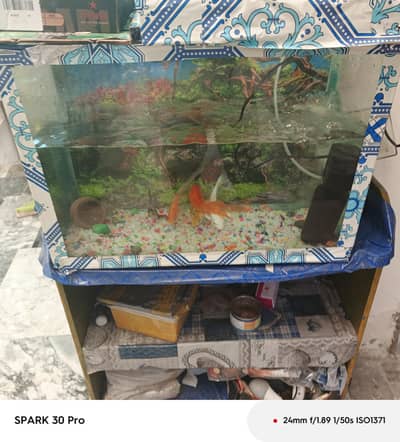 fish for sale without power filter