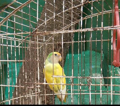 lovebird/lovebird