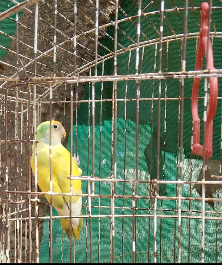 lovebird/lovebird — photo 2