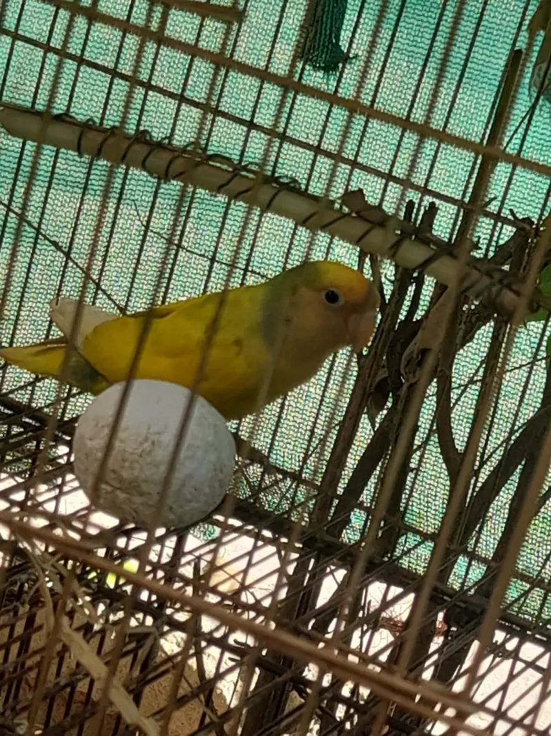 lovebird/lovebird — photo 3