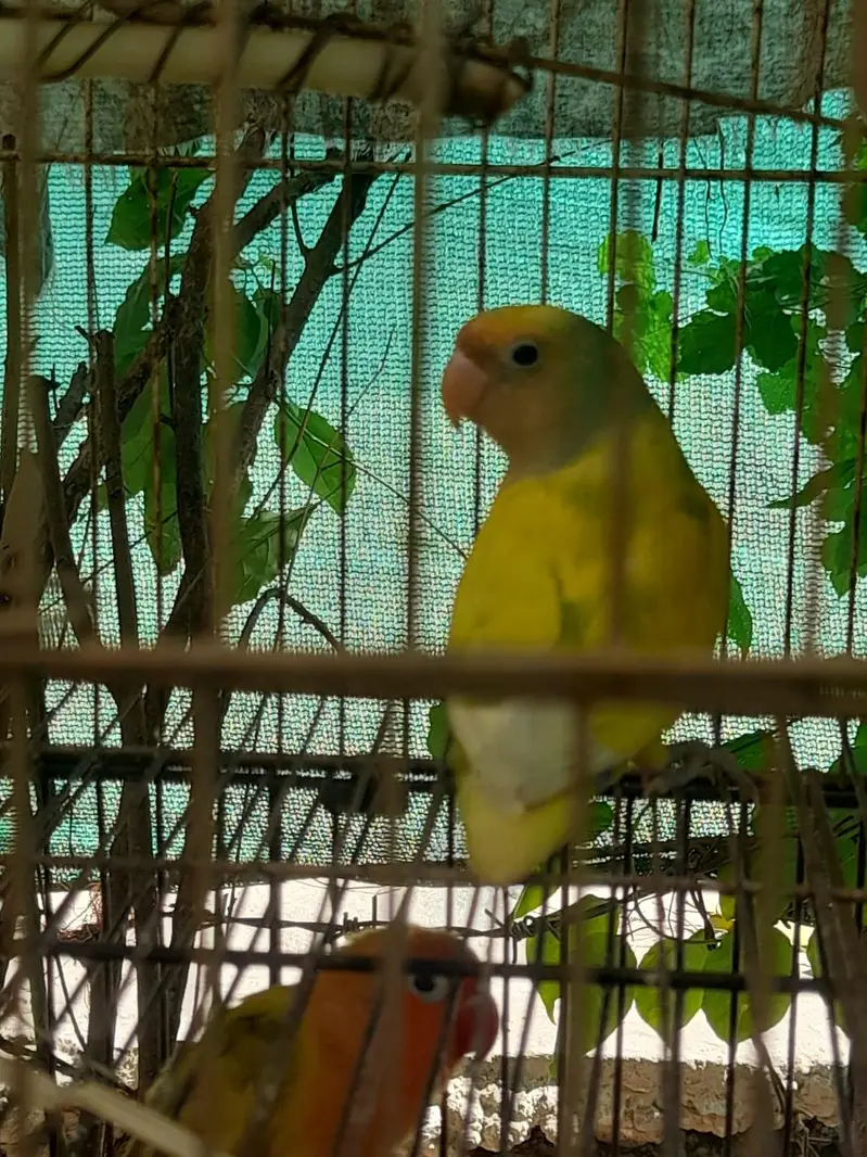 lovebird/lovebird — photo 4