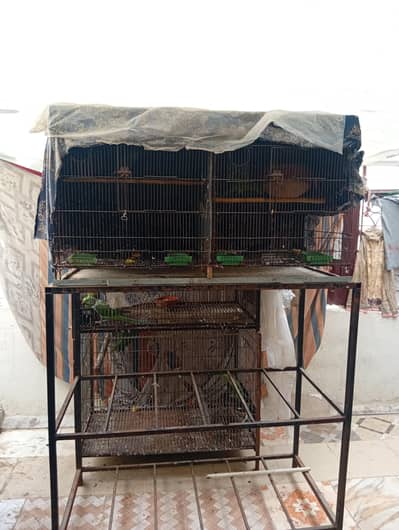 Ringneck and raw pairs with heavy cages