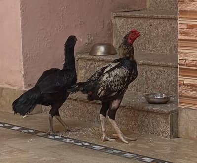 dono ka pair ha