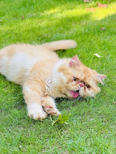 Strong Bloodline Peke  Male is up for Mating Service
