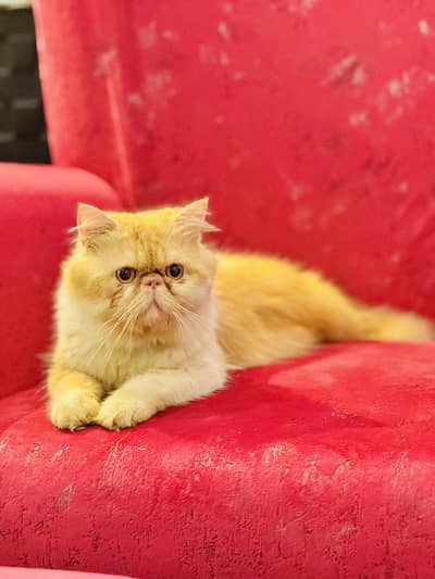 Strong Bloodline Peke  Male is up for Mating Service