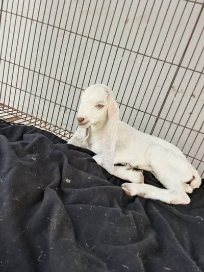 Bakriand baby female