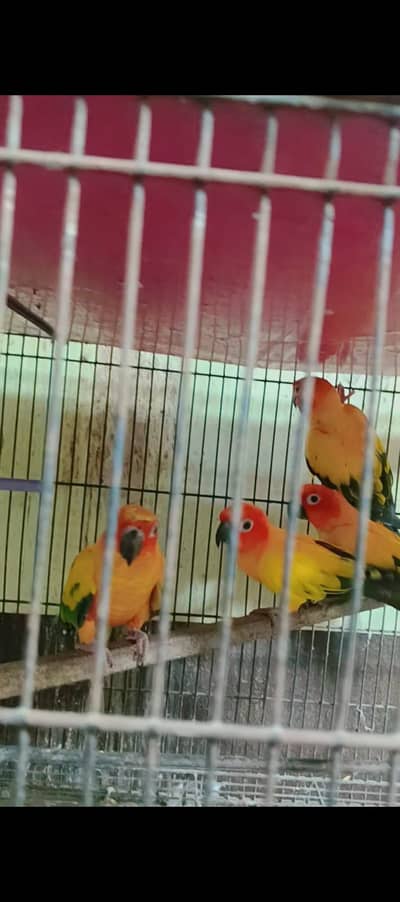Sun cnure Ready to bread parrot