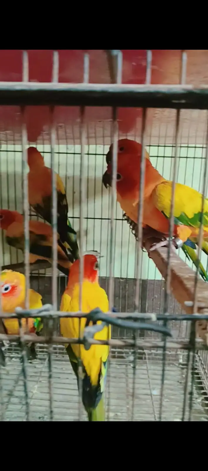 Sun cnure Ready to bread parrot — photo 3