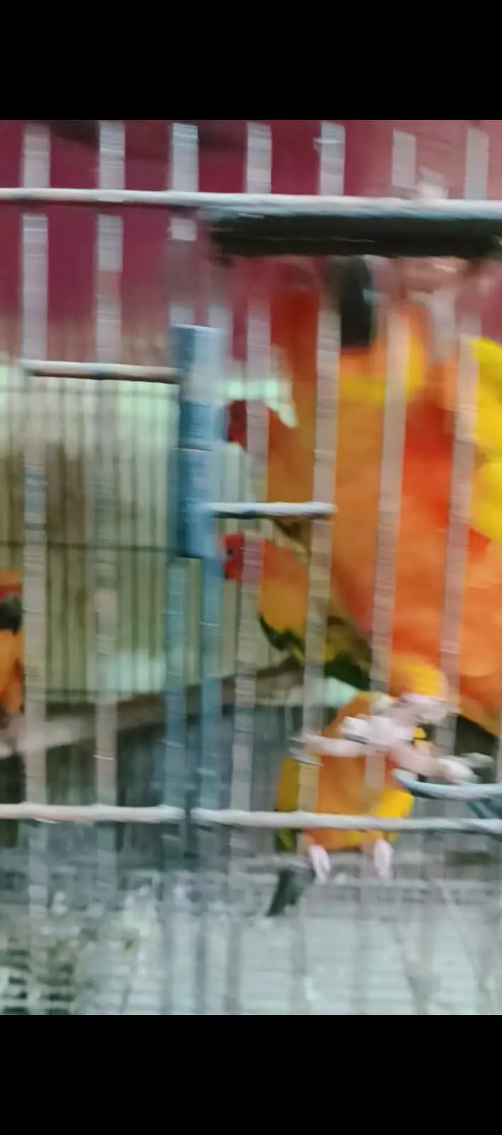 Sun cnure Ready to bread parrot — photo 4
